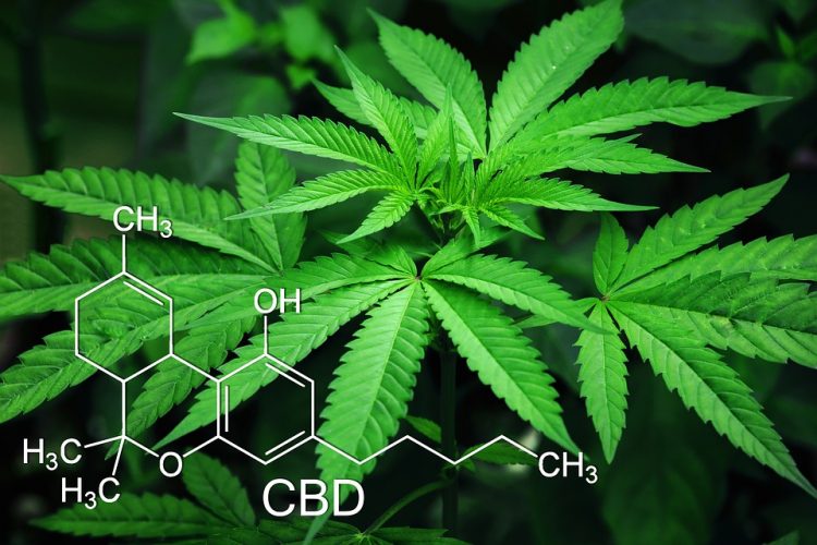 Foglie di cannabis